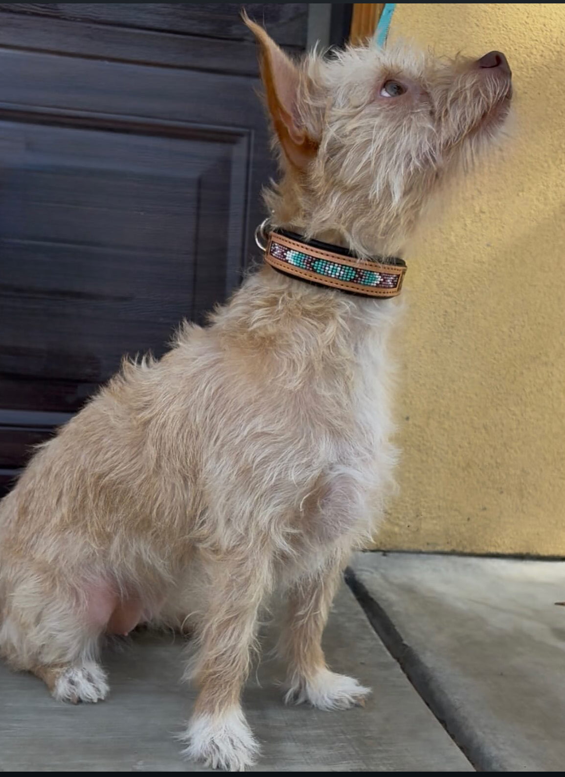 Beaded Dog collar (Turquoise and Pink)